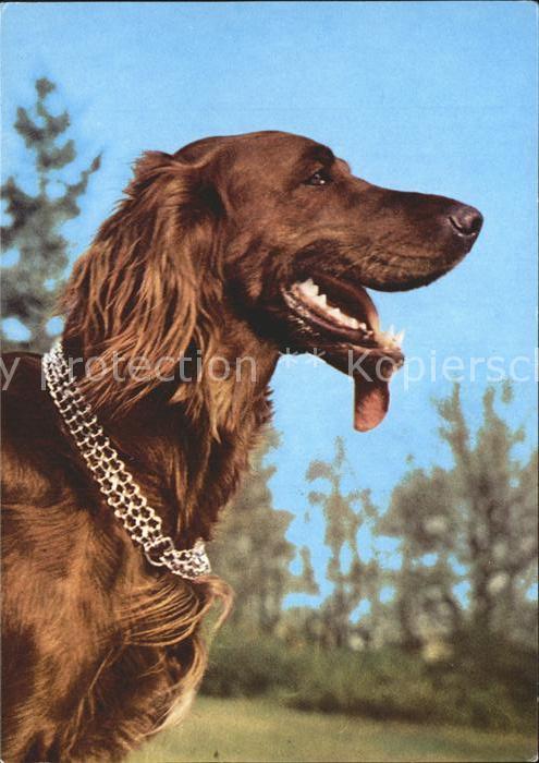 Hunde Irish Setter
