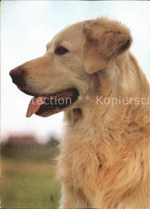 Hunde Hovawart