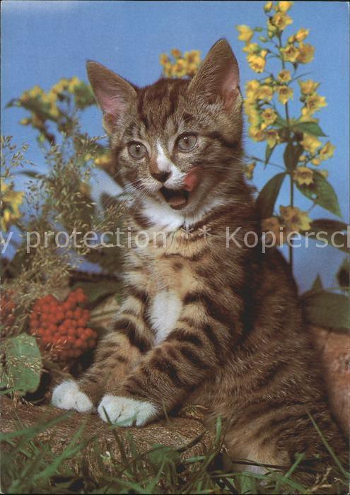 Katzen