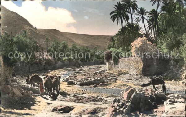 Algiers Camele am Fluss