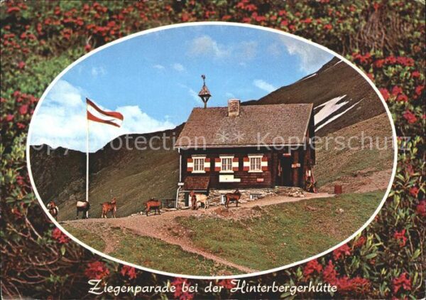 Sillian Tirol Ziegenparade bei der Hinterbergerhütte
