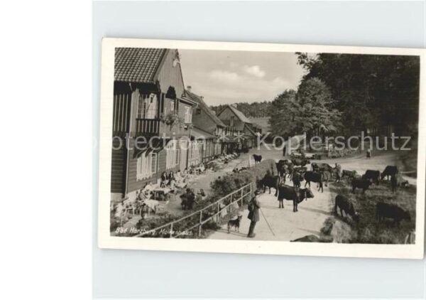 Bad Harzburg Molkenhaus Kühe