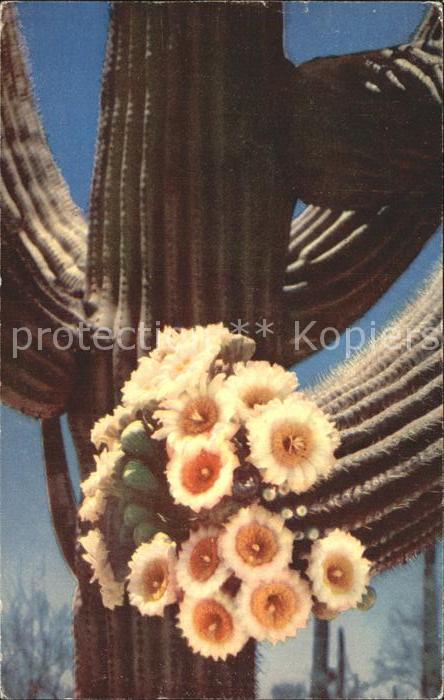 Kakteen Saguaro Blossoms Cereus giganteus
