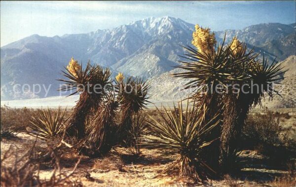 Kakteen Mojave Western Desert Colorado