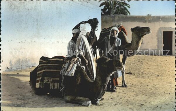 Kamel  Camel Chameau Bou-Saada Chameliers