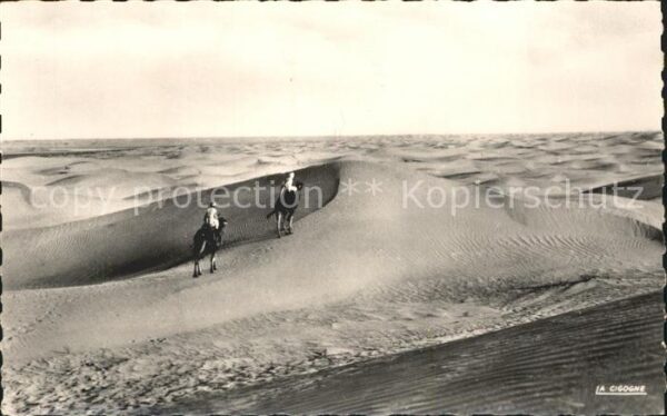Kamel  Camel Chameau Collection Saharenne Nr. 50.001 Mer de