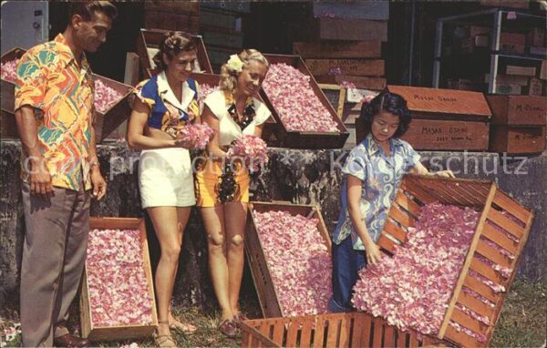 Blumen Hawaii Vanda Orchids Crates