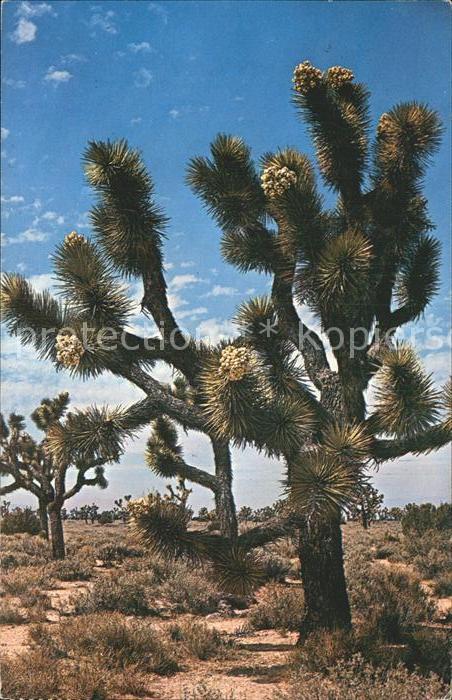 Baeume Trees Joshua Tree Forest