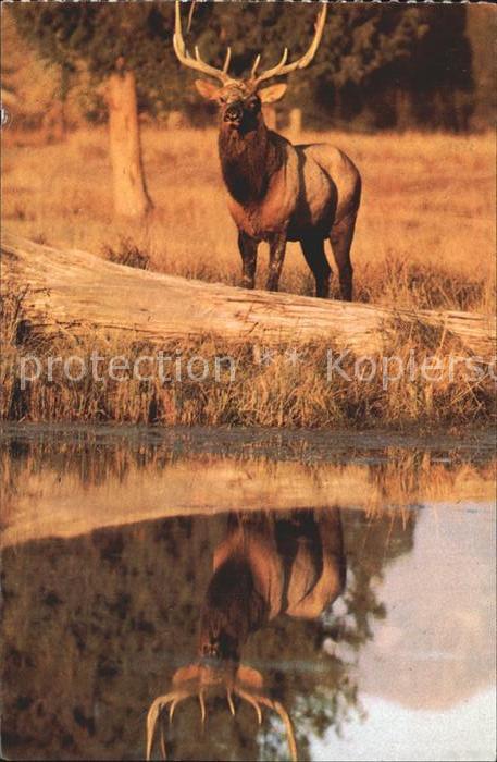 Elch Elk Yellowstone National Park