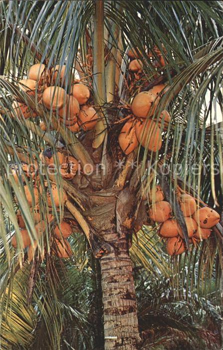 Baeume Trees Coconut Palm Tree Florida