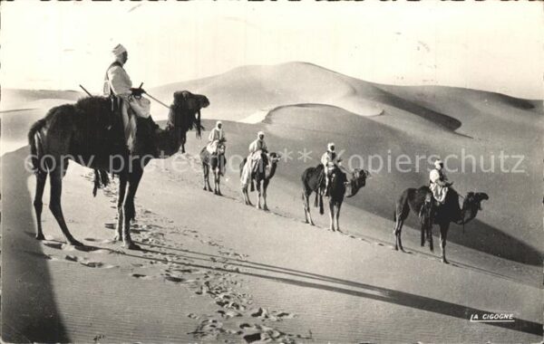 Kamel  Camel Chameau Collection Saharienne Nr. 50.007 Patrou
