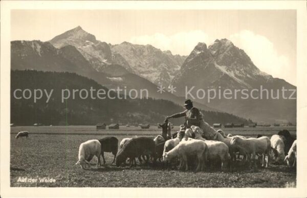 Schafe Hirte Weide Berge