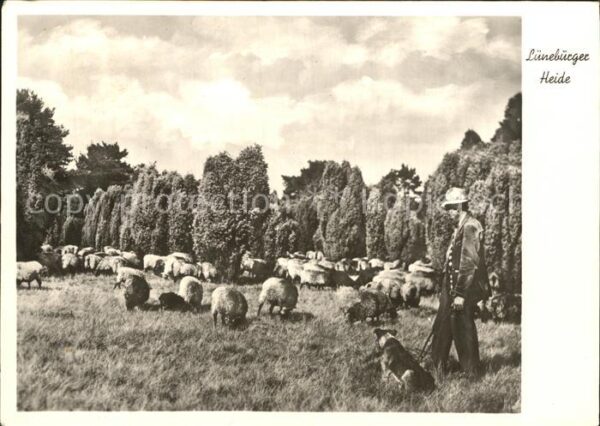 Schafe Lüneburger Heide Hirte