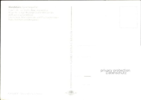 Voegel Wendehals – Bild 2