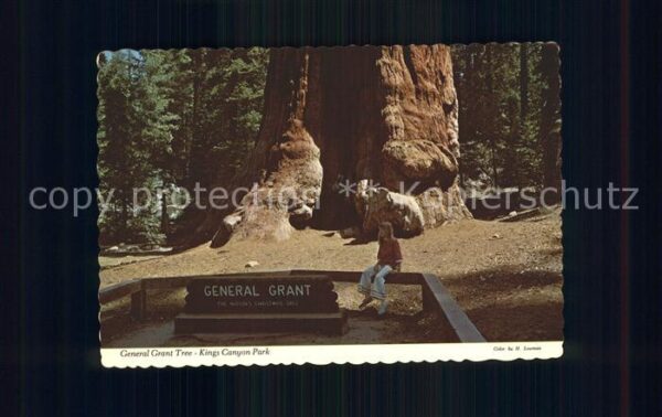 Baeume Trees General Grant Tree Kings Canyon Nationa