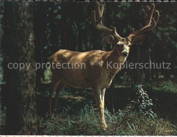 Hirsch Mule Deer Wyoming Mountains