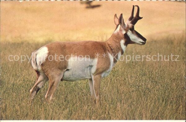 Tiere Pronghorn Antelope