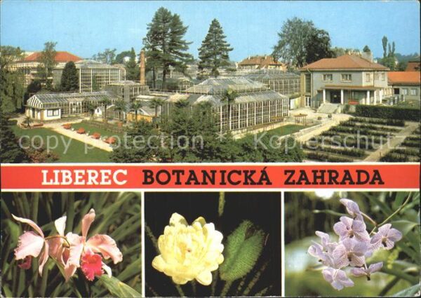 Liberec Botanicka zahrada Cattleya hybr Victori