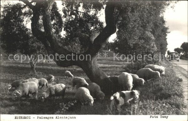 Schafe Hund Estremoz Paisagem Alentejana