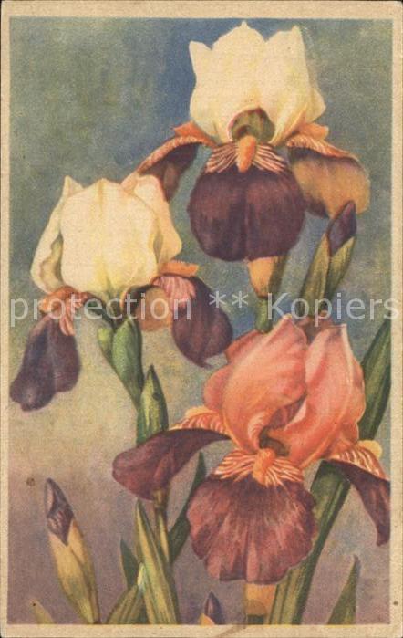 Blumen Frauenschuh