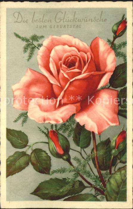 Geburtstag Rosen
