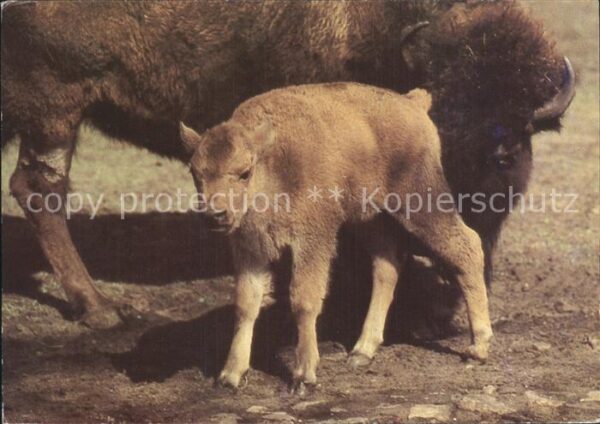 Tiere Bison