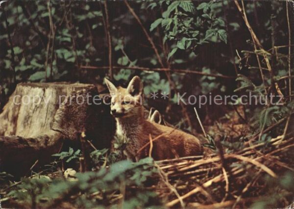Fuchs Tiere