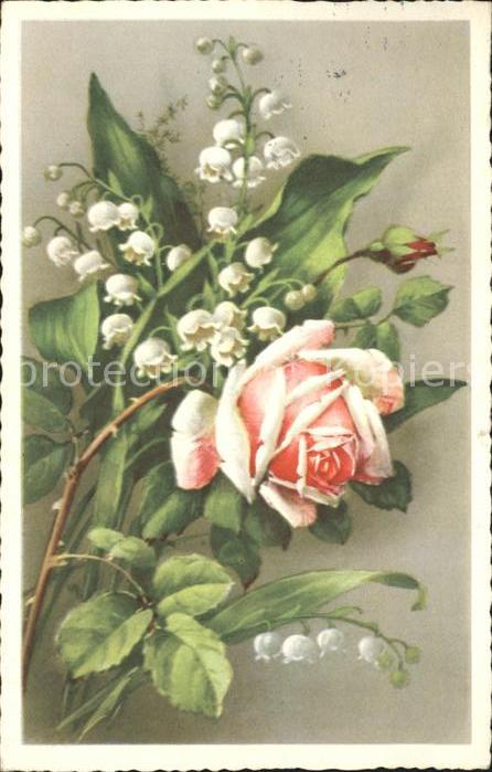 Rosen Maiglöckchen