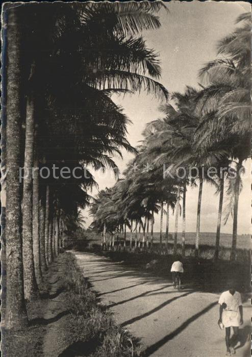 Guadeloupe Allee de Cocotiers Sainte-Rose