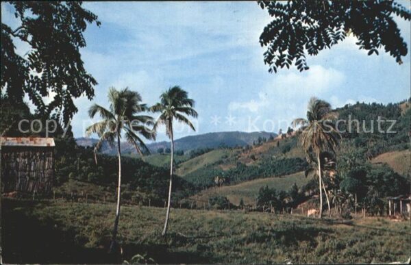 Caguas lush tobacco area