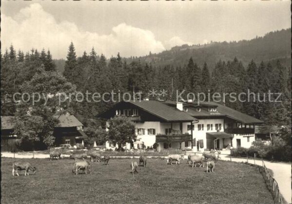 Elmau Gästehaus Alpengut mit Kühen
