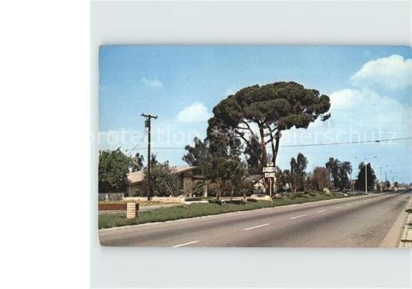 Chino California Grand old Pine tree