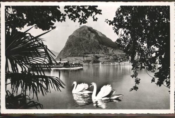 Lago di Lugano TI Monte S. Salvatore Schwäne