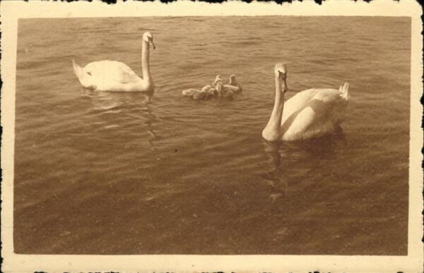 Schwan Lac Leman cygnes