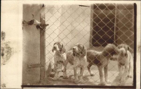 Hunde Beagle