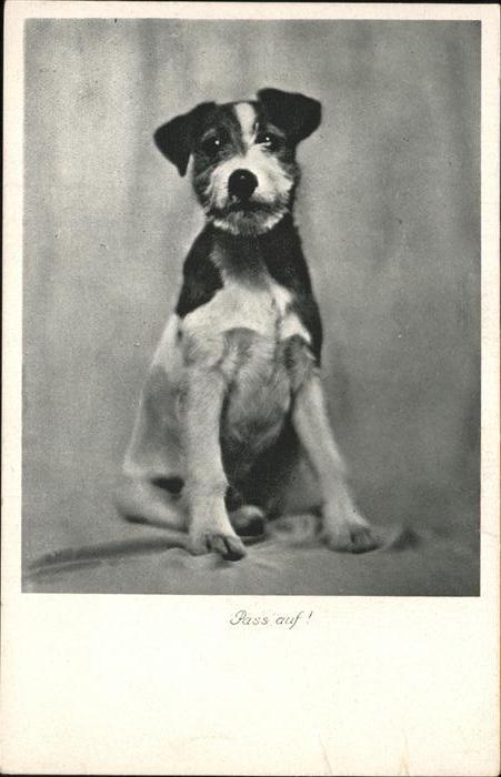 Hunde Russel Terrier