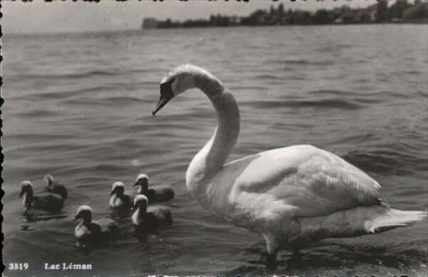 Schwan Lac Leman Montreux