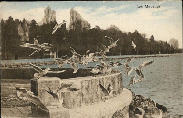 Voegel Möwen Mouettes Lausanne