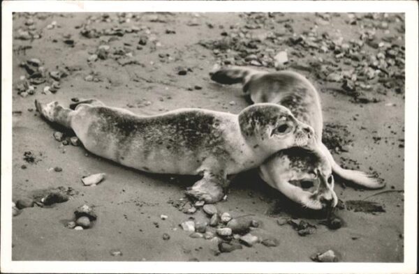Seehunde Robben Wenningstedt Sylt