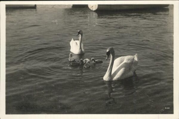 Schwan Perrochet Matile Lausanne