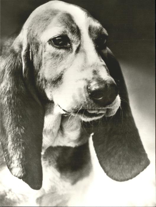 Hunde Bassett