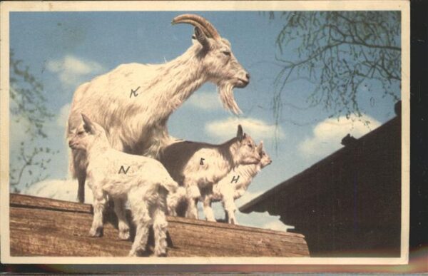 Ziege Skansen Stockholm