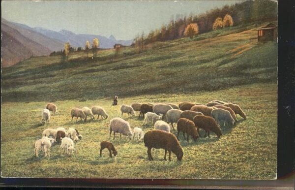 Schafe Richterswil