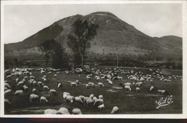 Schafe L' Auvergne Puy de Dome