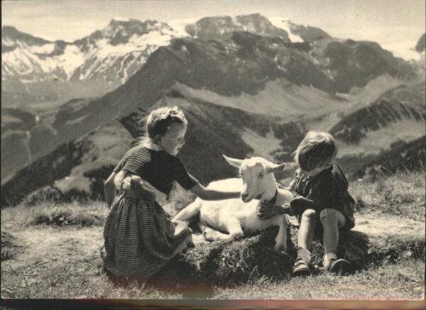 Schafe Kinder Thun