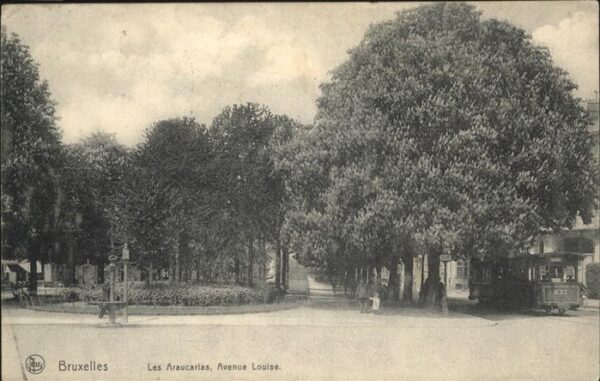 Bruxelles Bruessel Araucarias Avenue Louise