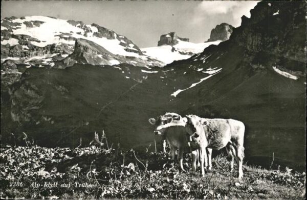 Kuehe Trübsee Engelberg