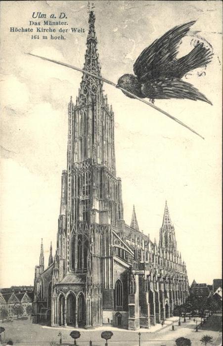 Voegel Spatz Ulm Münster