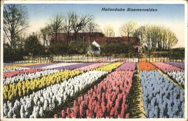 Blumen Holland Blumenfeld