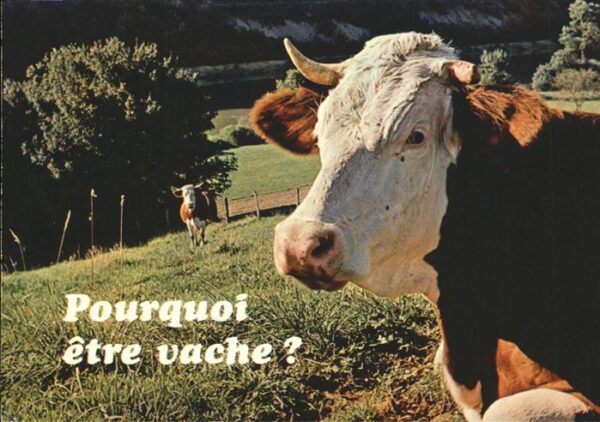 Kuehe Frankreich Mexichrome